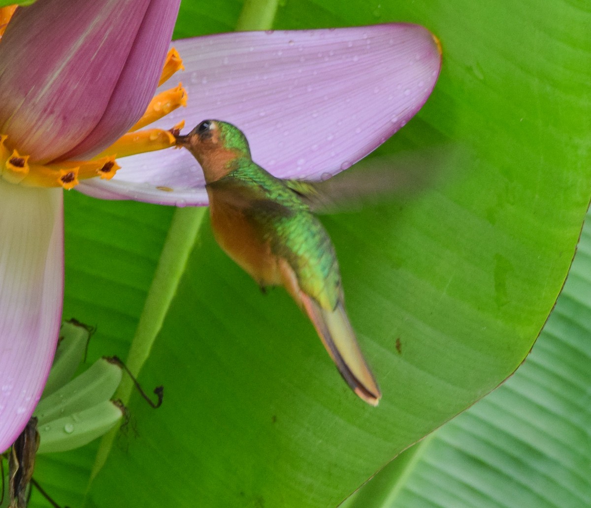 Rufous Sabrewing - ML636373495