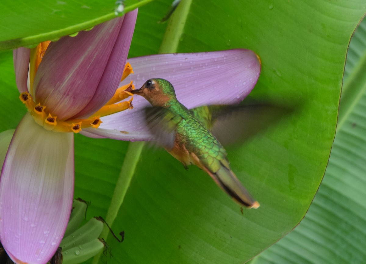 Rufous Sabrewing - ML636373497