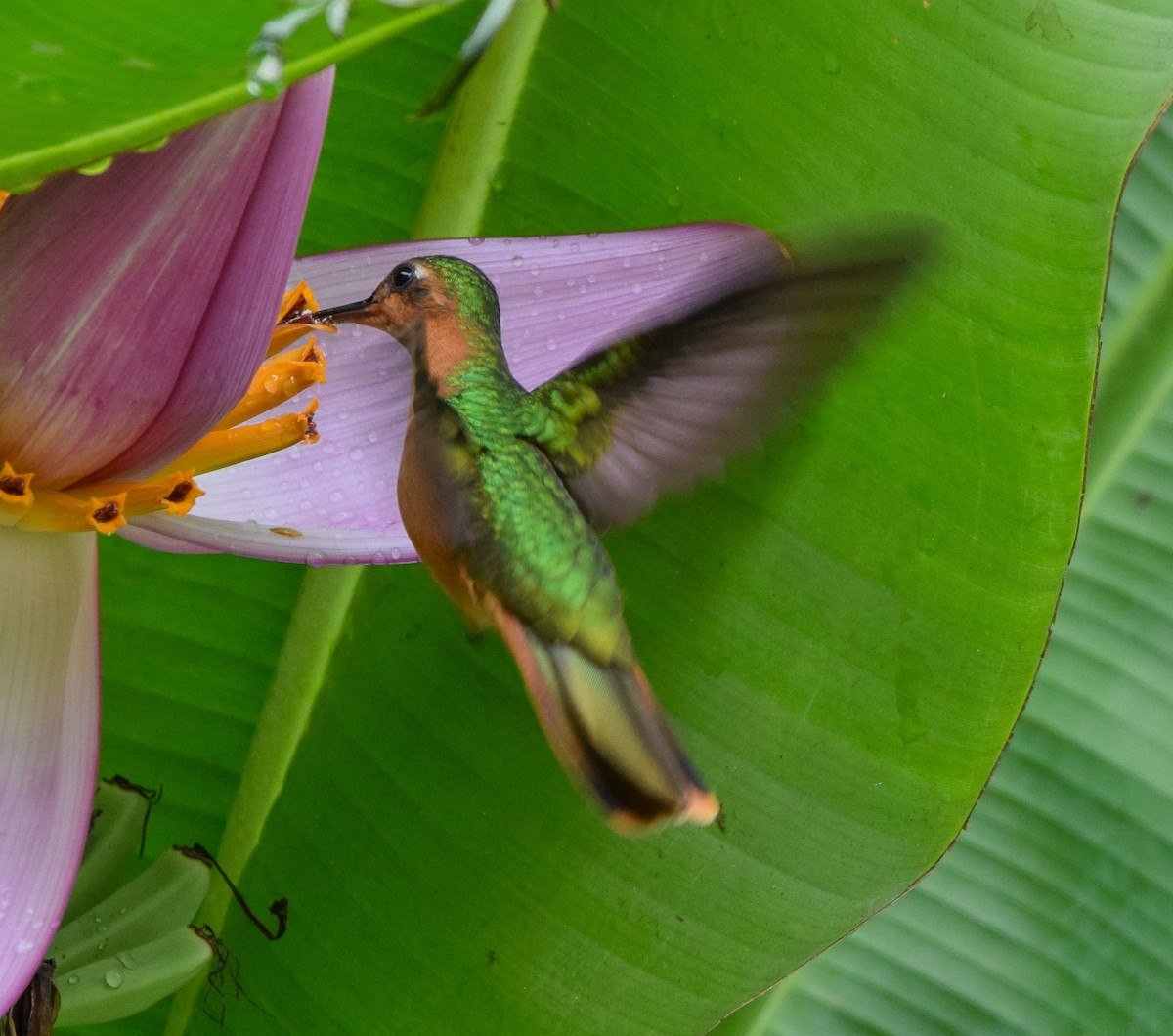 Rufous Sabrewing - ML636373498