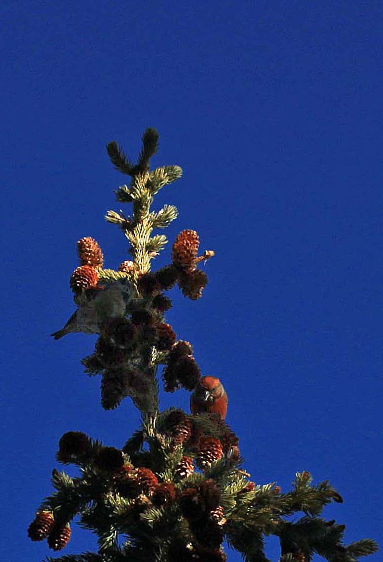 Red Crossbill - ML636373520