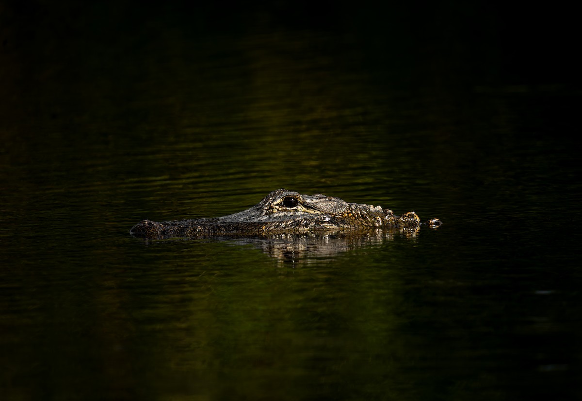 American Alligator - ML636373545
