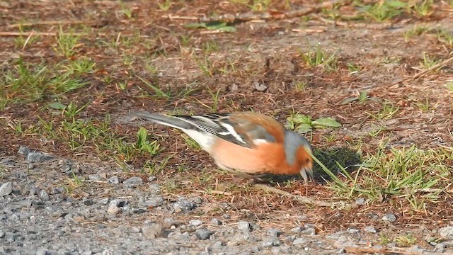 ズアオアトリ - ML636373583