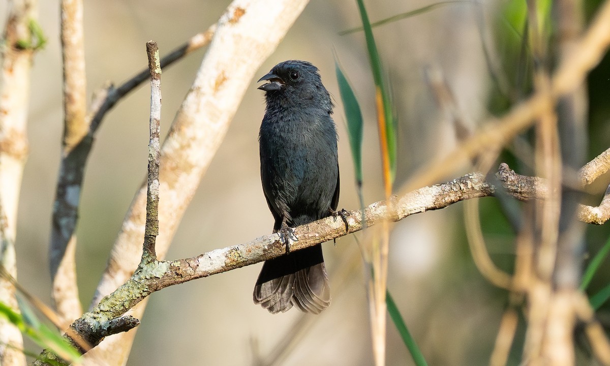Blue Seedeater (Blue) - ML636373637