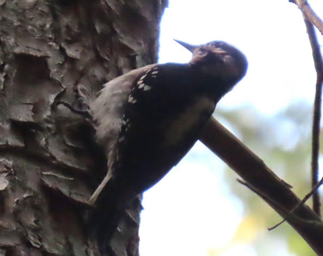 Hairy Woodpecker - ML636373700