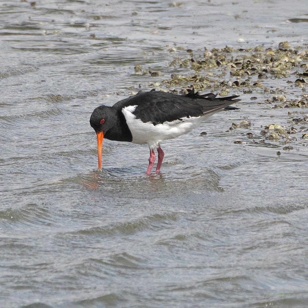 South Island Oystercatcher - ML636373791