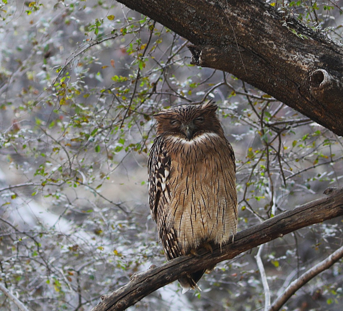 Brown Fish-Owl - ML636373850