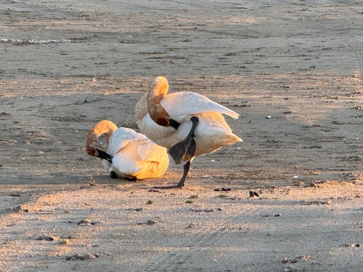 Cygne trompette - ML636373899