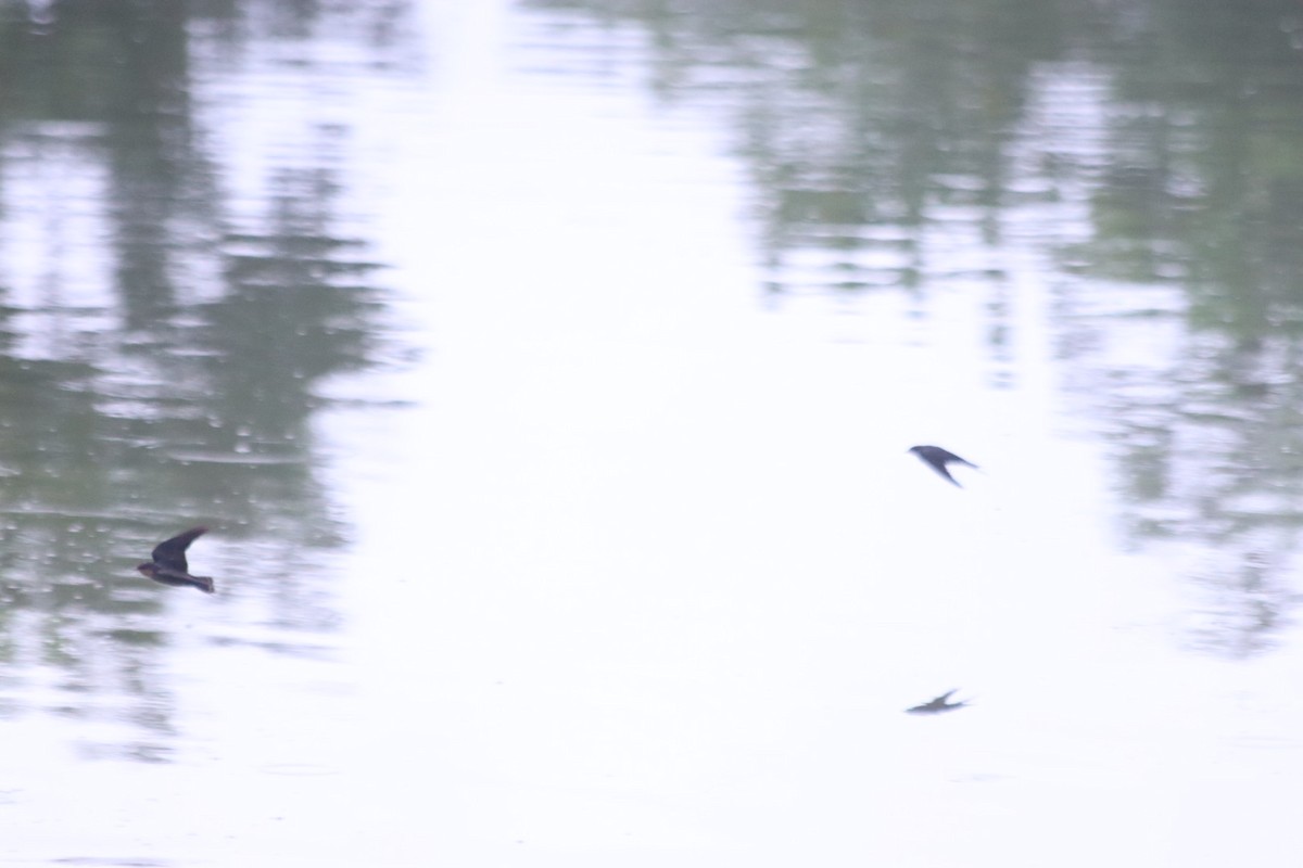 Cave Swiftlet - ML636374042