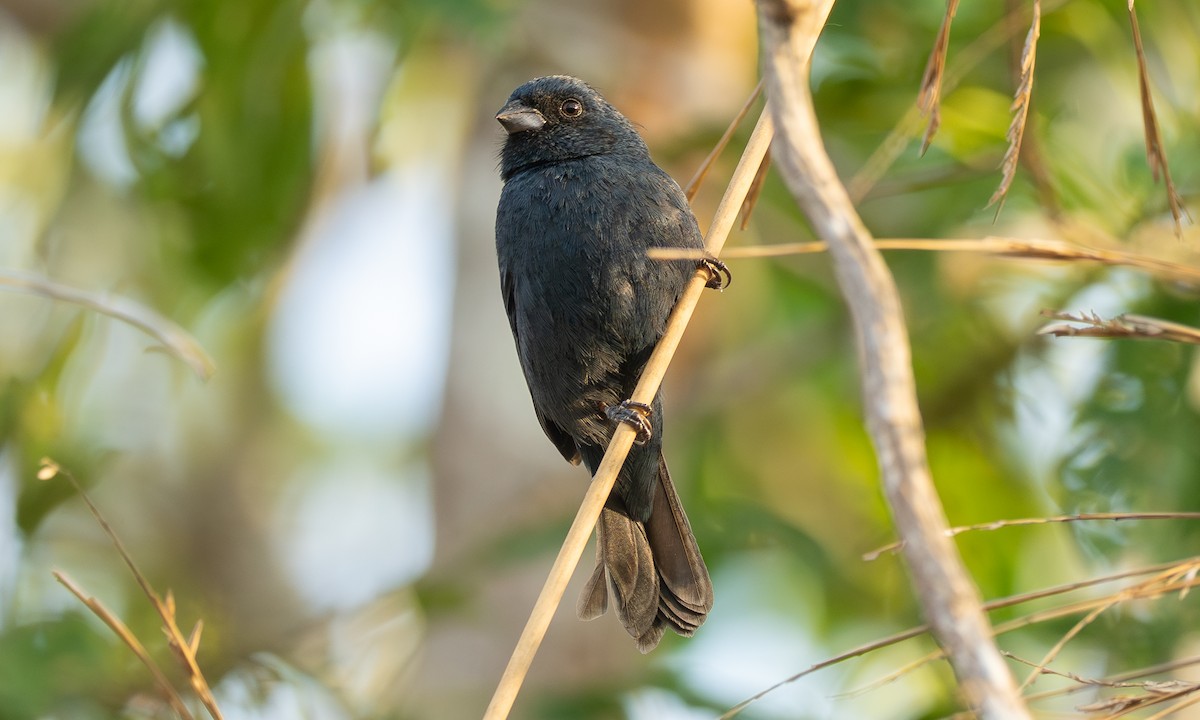 Blue Seedeater (Blue) - ML636374165
