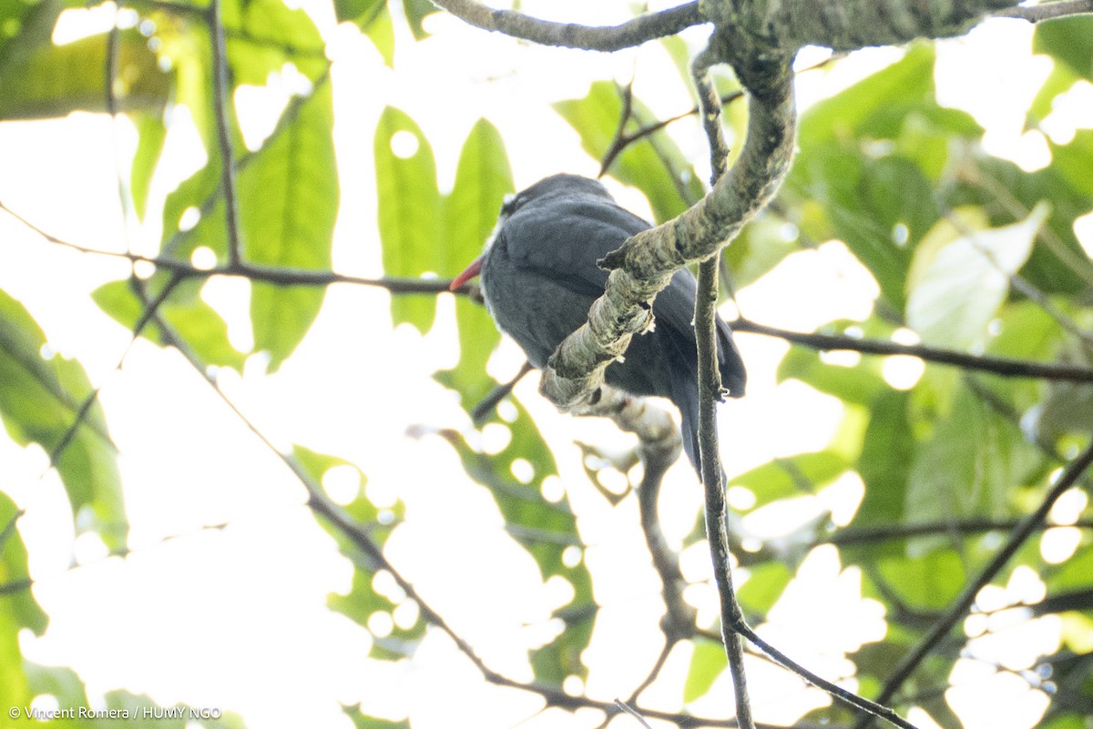 White-fronted Nunbird - ML636374182