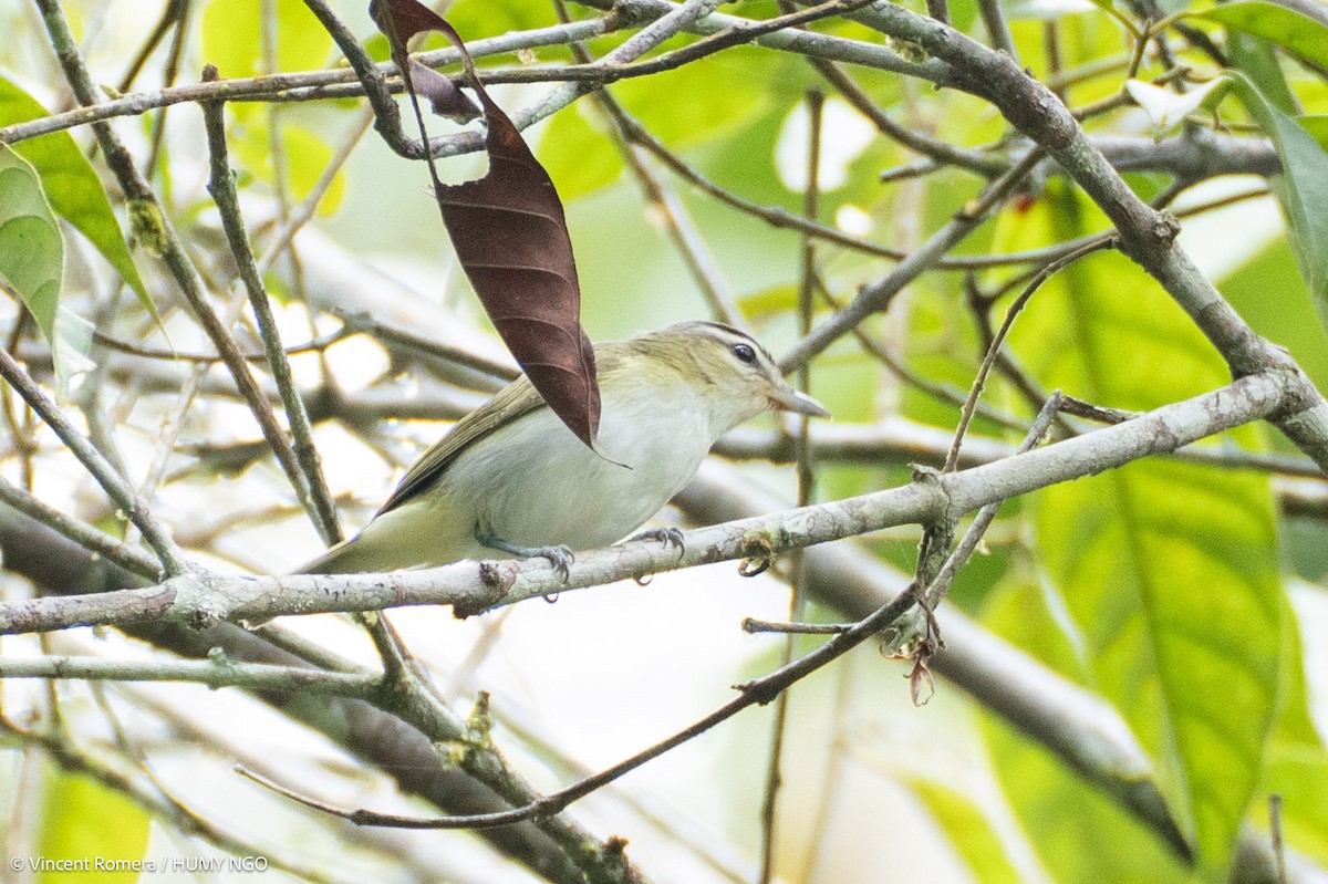 Chivi Vireo - ML636374261