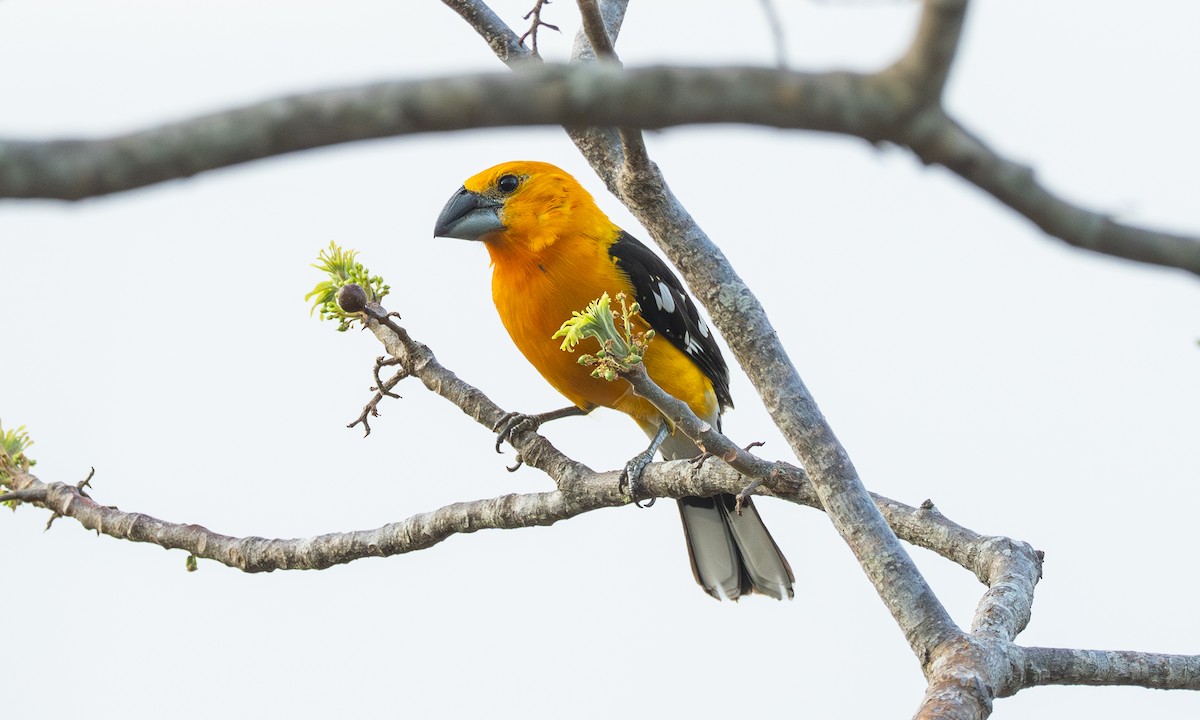 Yellow Grosbeak (Guatemalan) - ML636374280