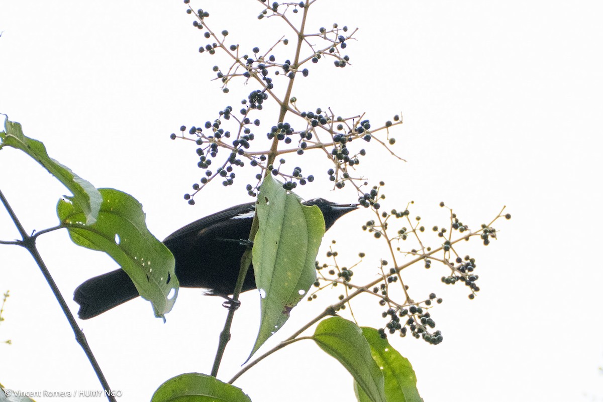 Fulvous-crested Tanager - ML636374285