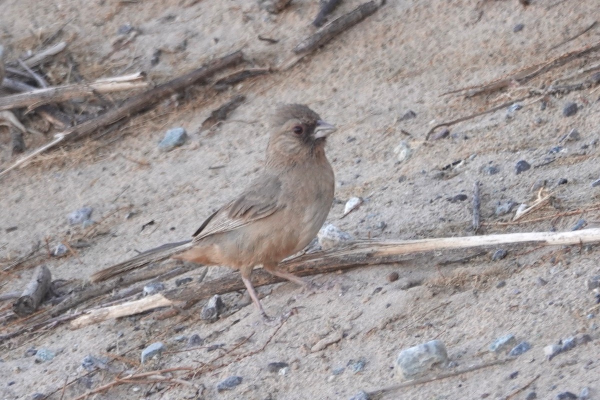 Abert's Towhee - ML636374286
