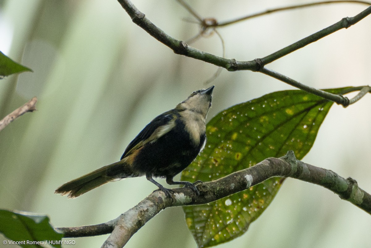 Fulvous-crested Tanager - ML636374287