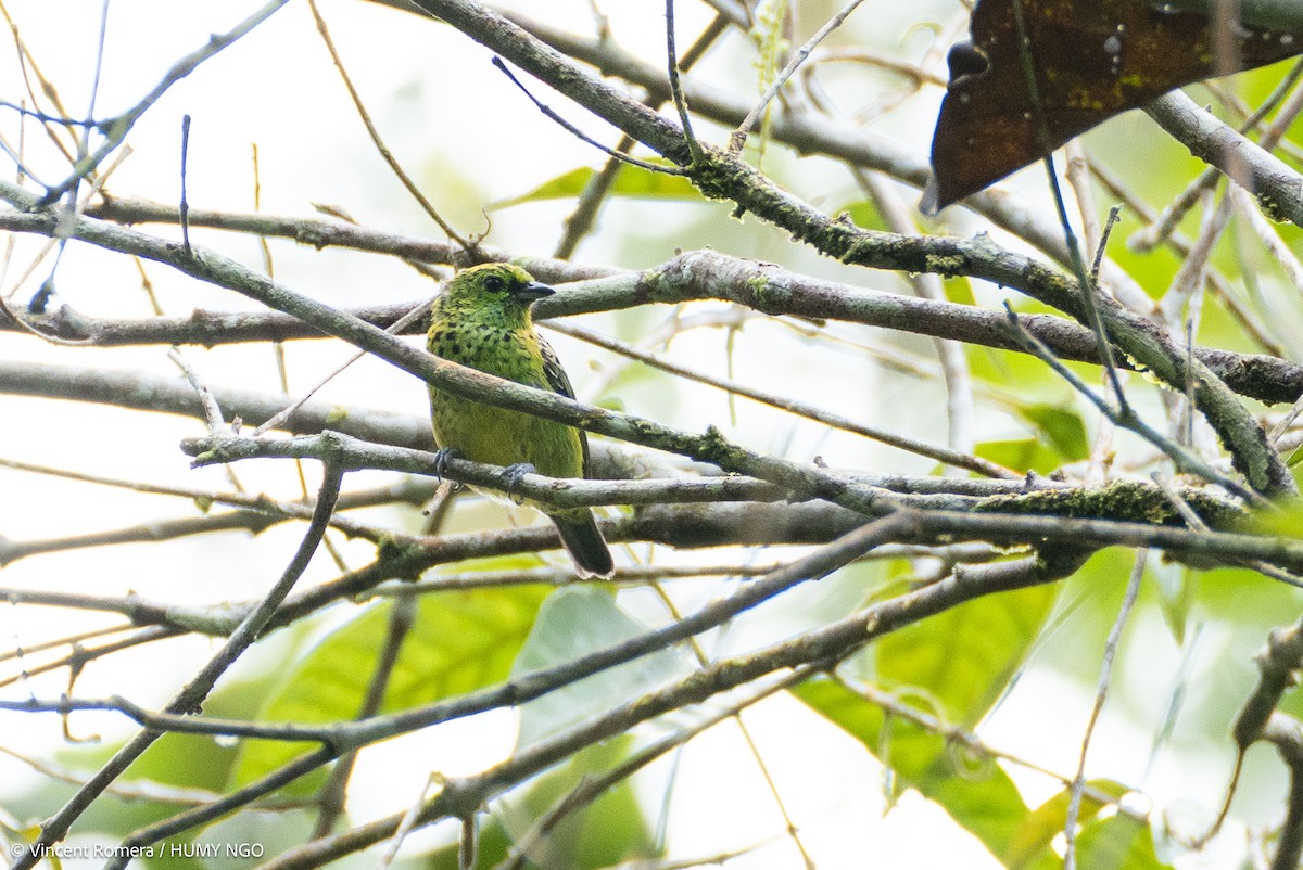 Yellow-bellied Tanager - ML636374294