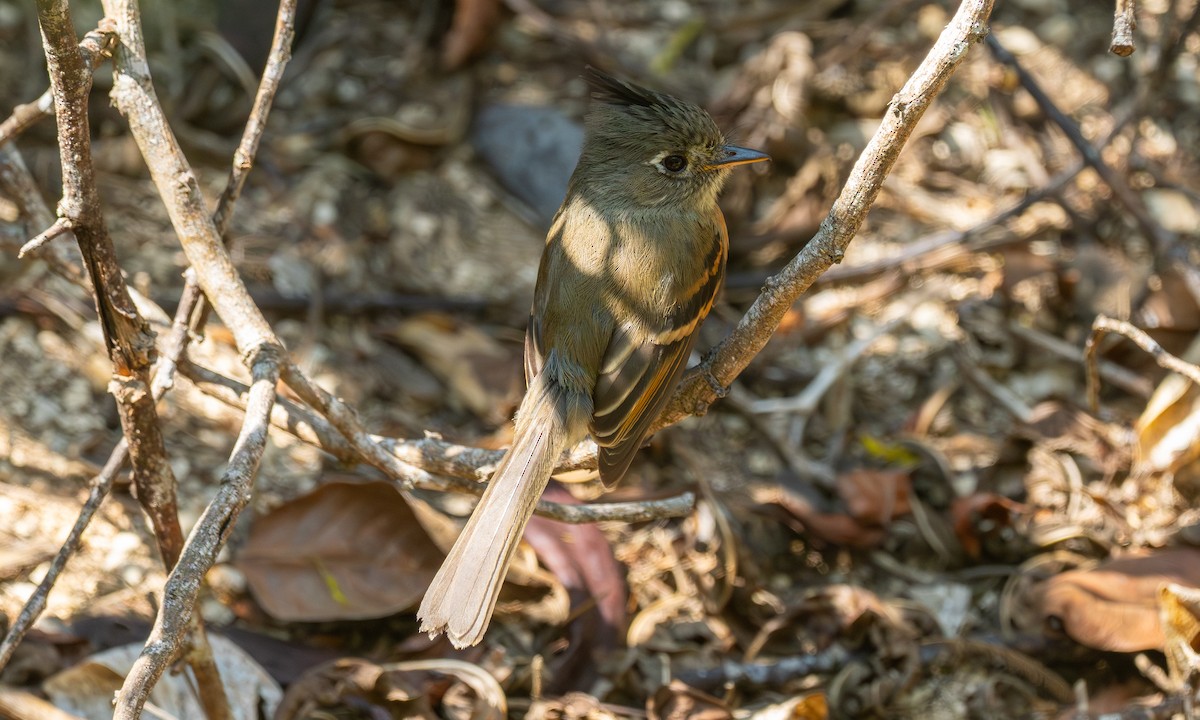 Belted Flycatcher - ML636374556