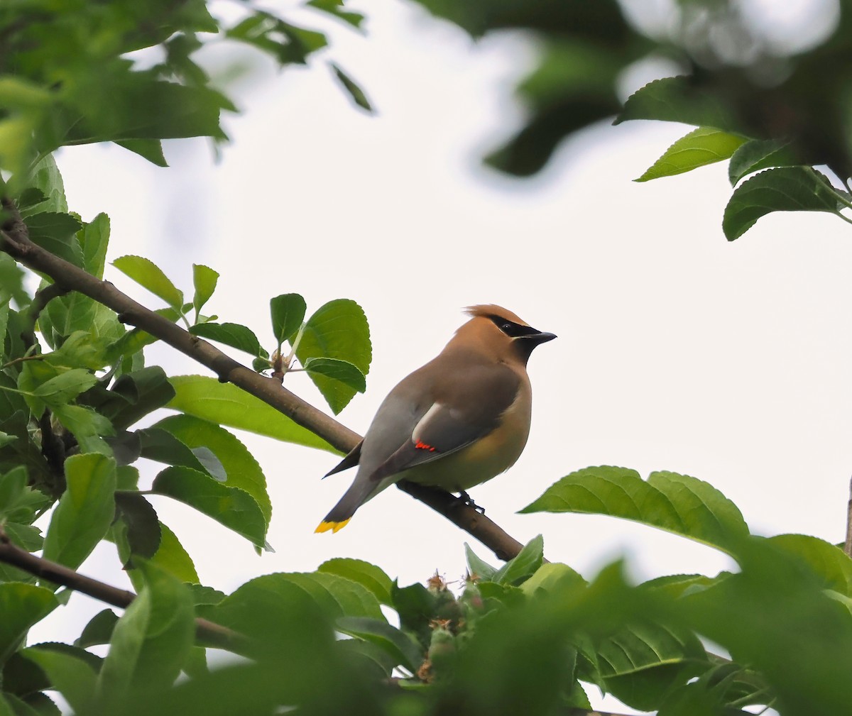 Cedar Waxwing - ML636374577