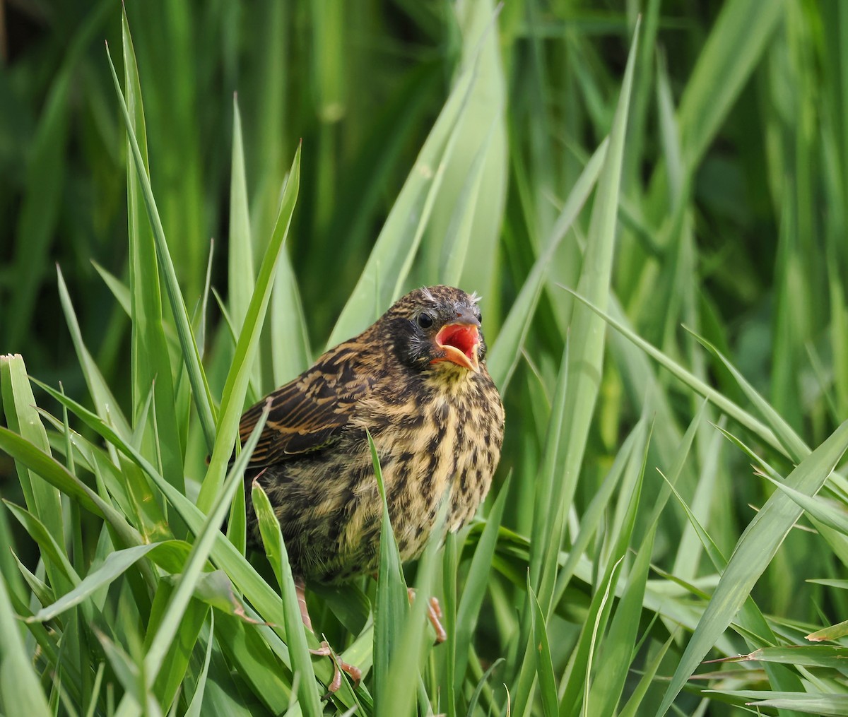 Red-winged Blackbird - ML636374620