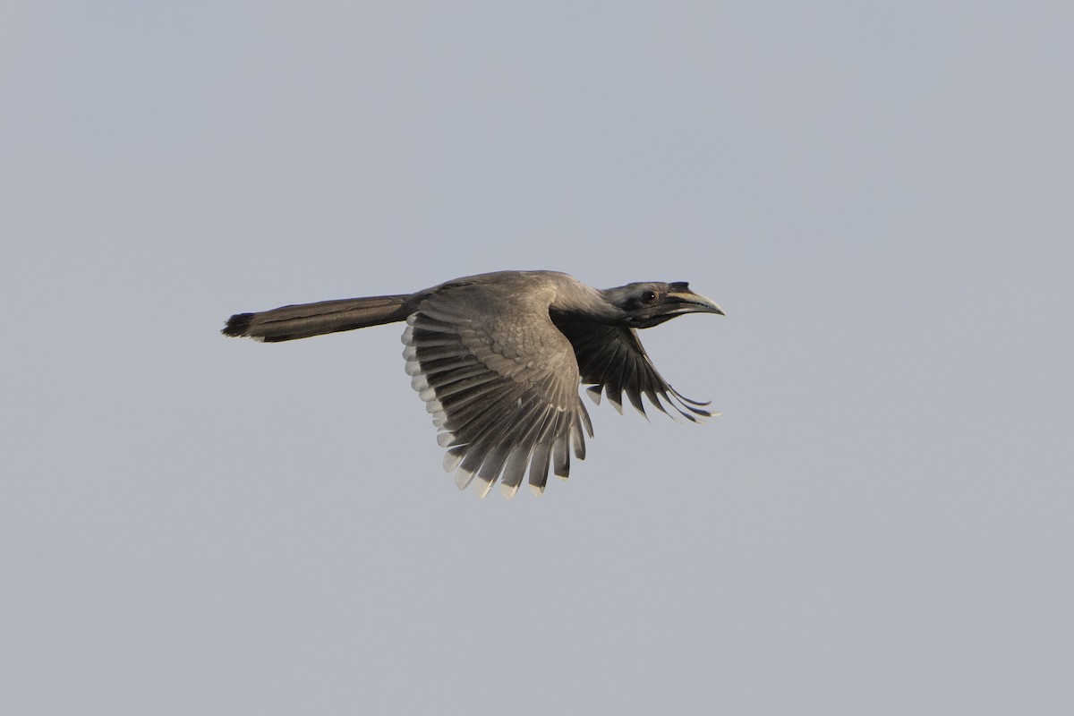 Indian Gray Hornbill - ML636374621