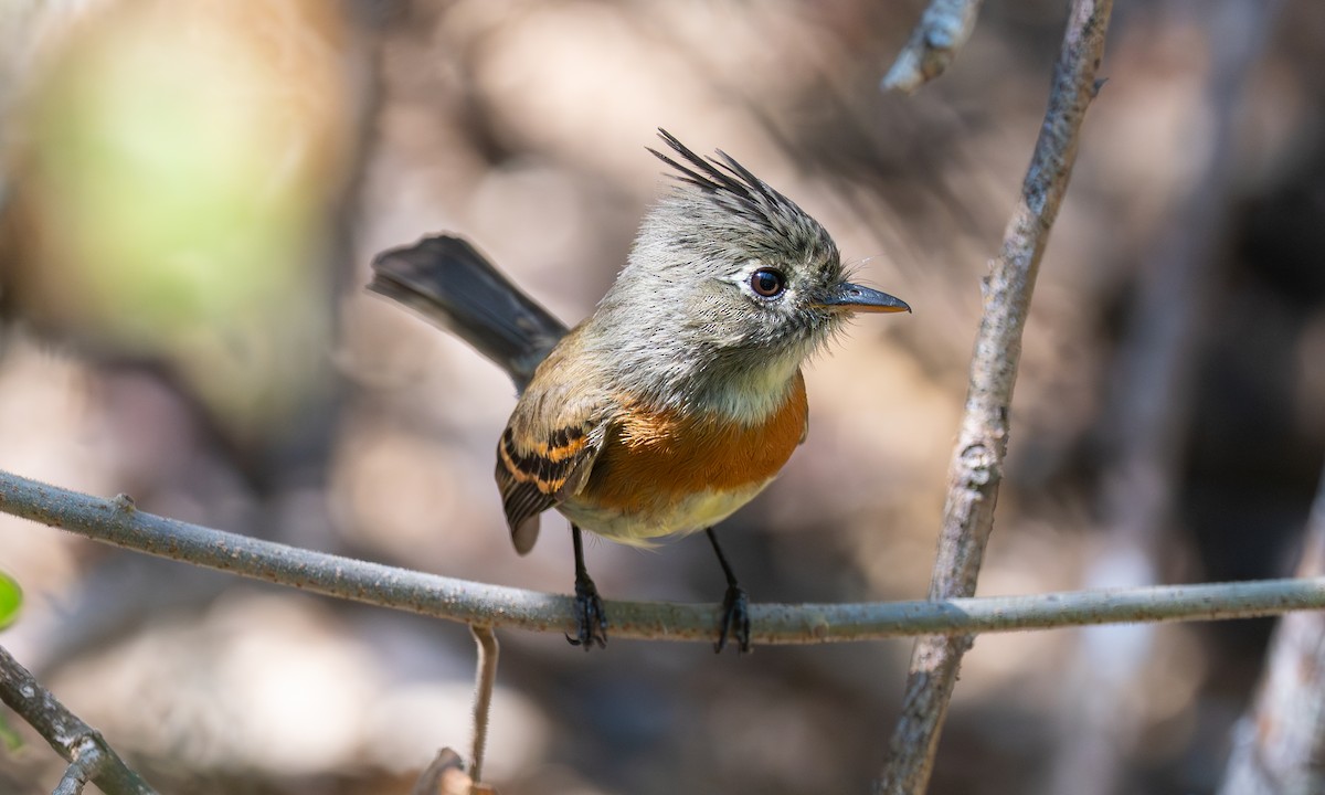 Belted Flycatcher - ML636374710