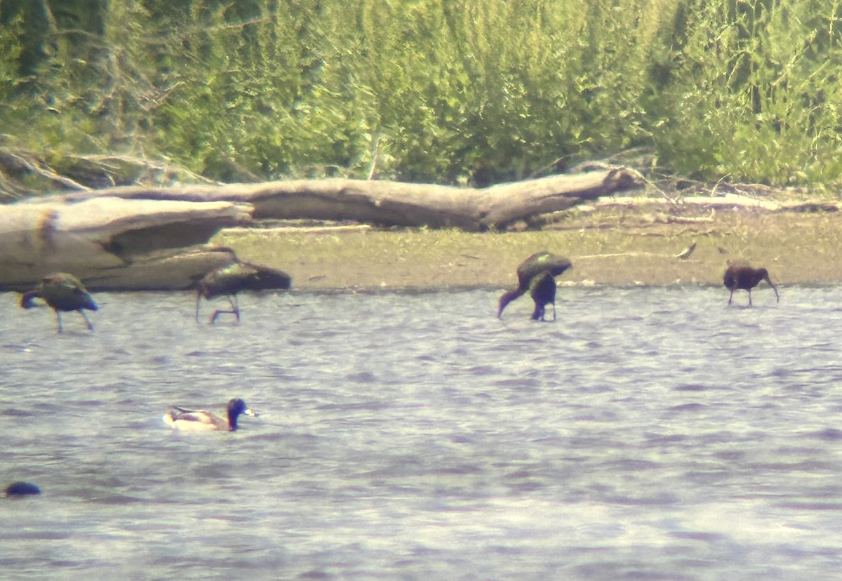 White-faced Ibis - ML636374714