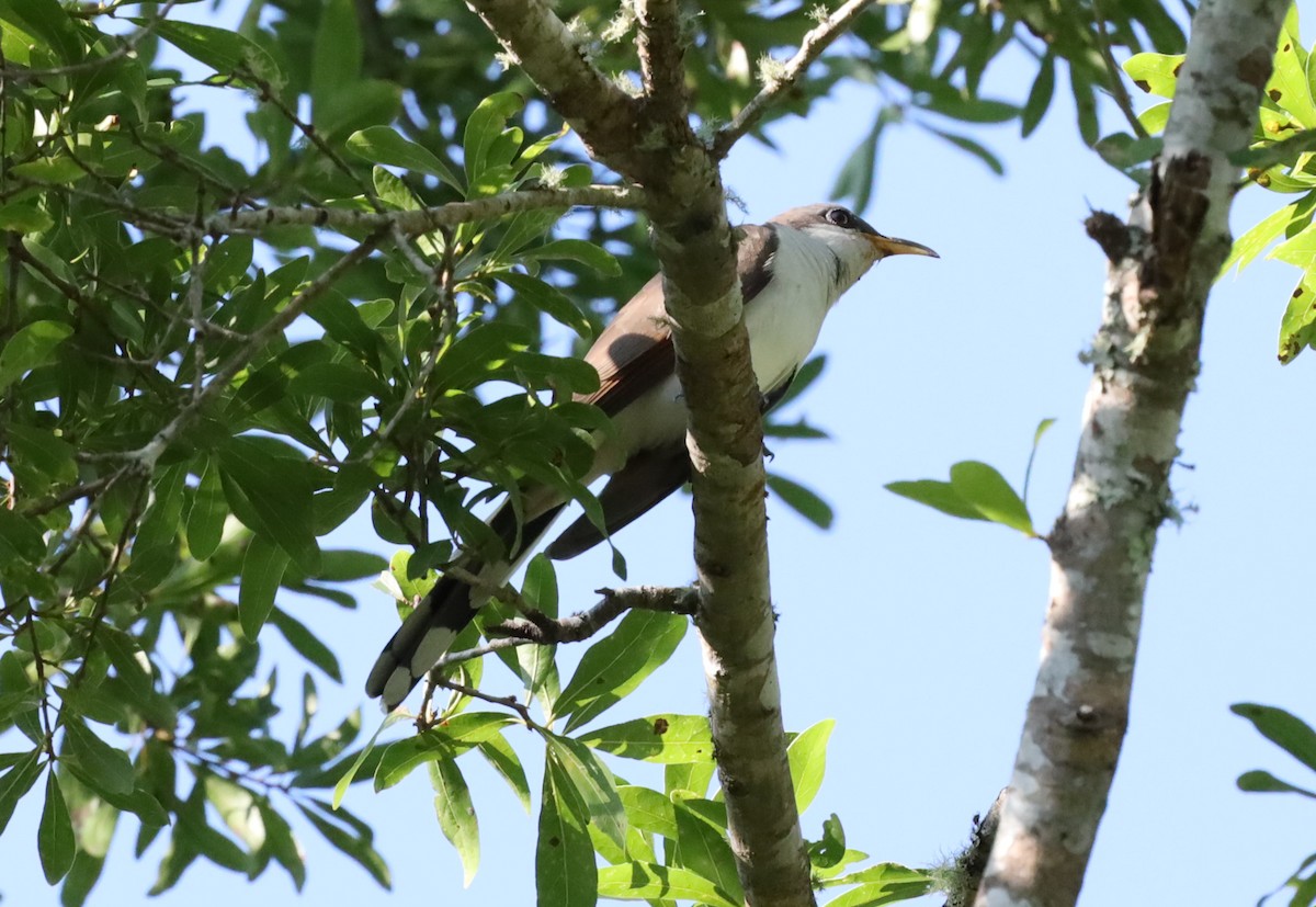 Yellow-billed Cuckoo - ML636374769