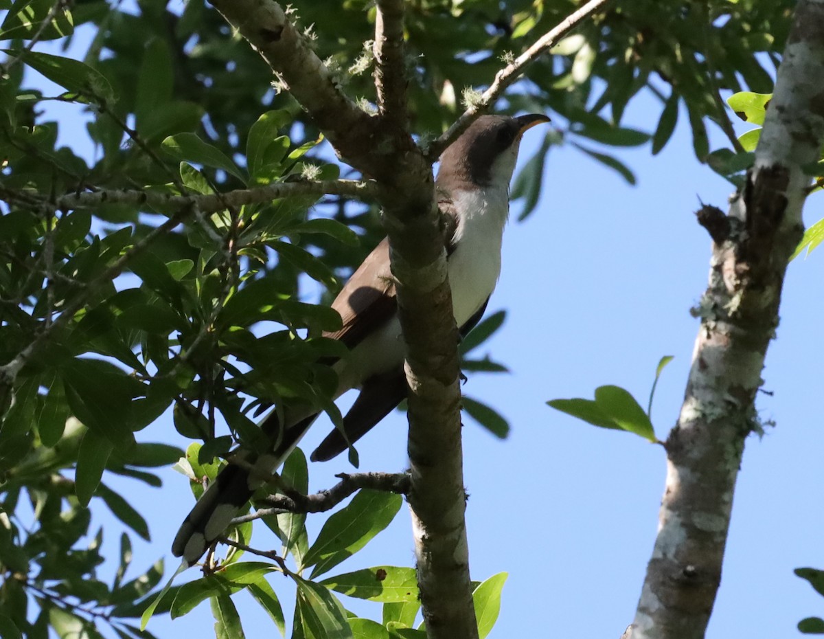 Yellow-billed Cuckoo - ML636374792