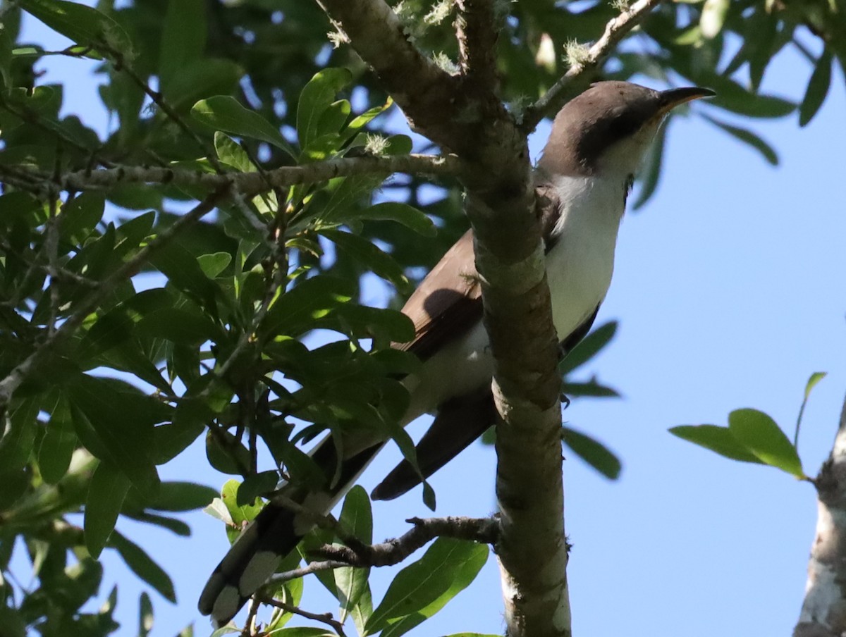 Yellow-billed Cuckoo - ML636374800