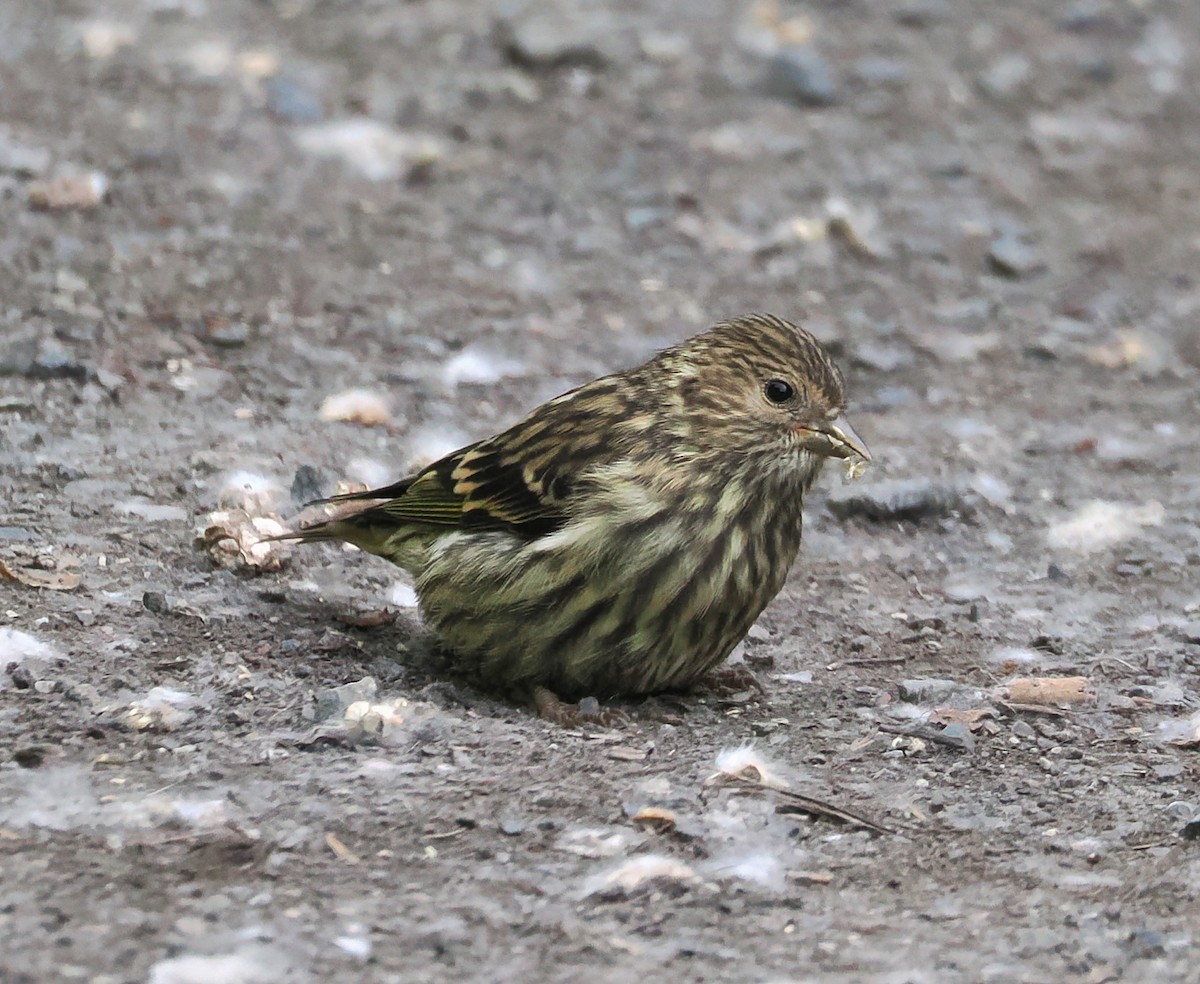 Pine Siskin - ML636374822