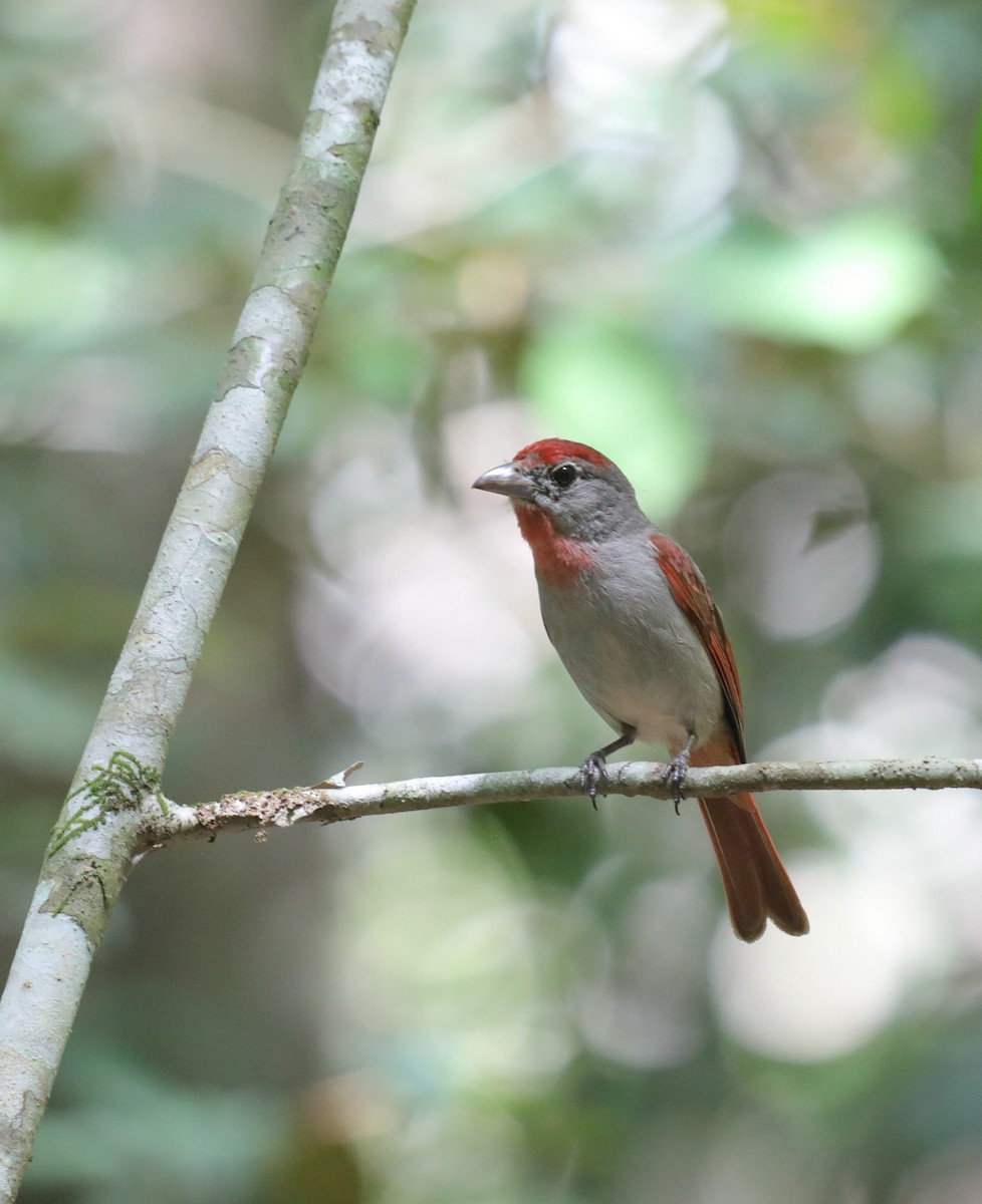 Rose-throated Tanager - ML636374845