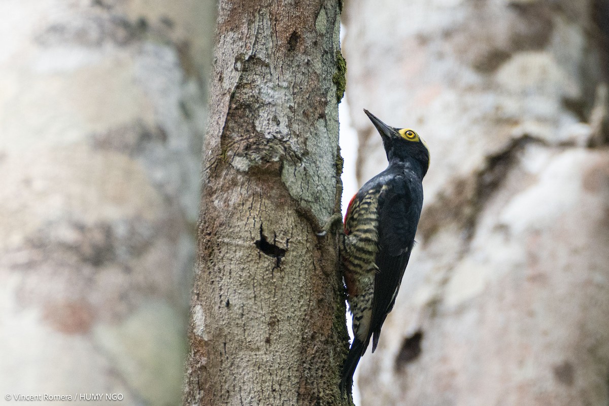 Yellow-tufted Woodpecker - ML636375143
