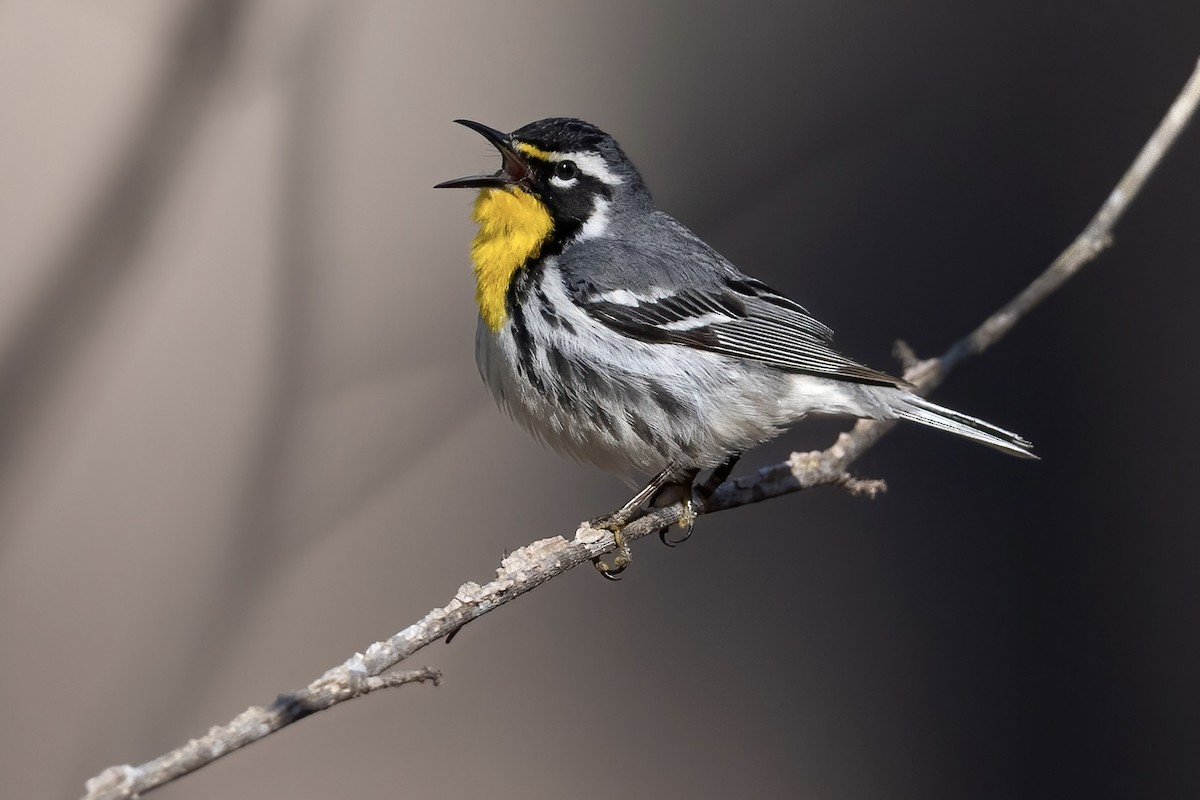 Yellow-throated Warbler - ML636375145