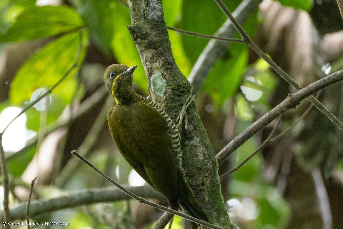 Golden-green Woodpecker - ML636375150
