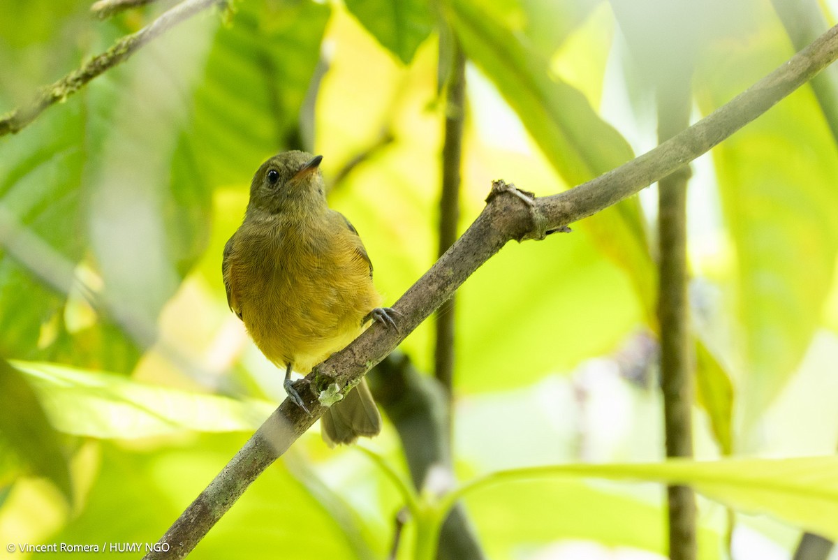 Ochre-bellied Flycatcher - ML636375160