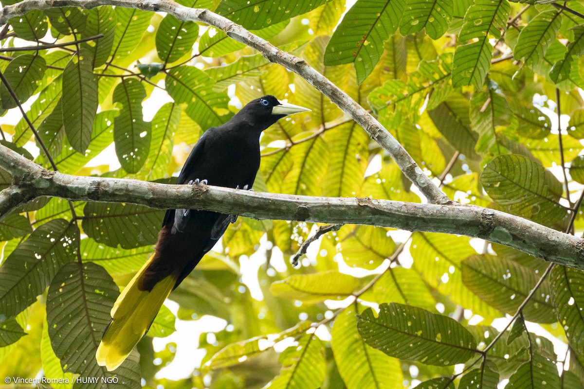 Crested Oropendola - ML636375164
