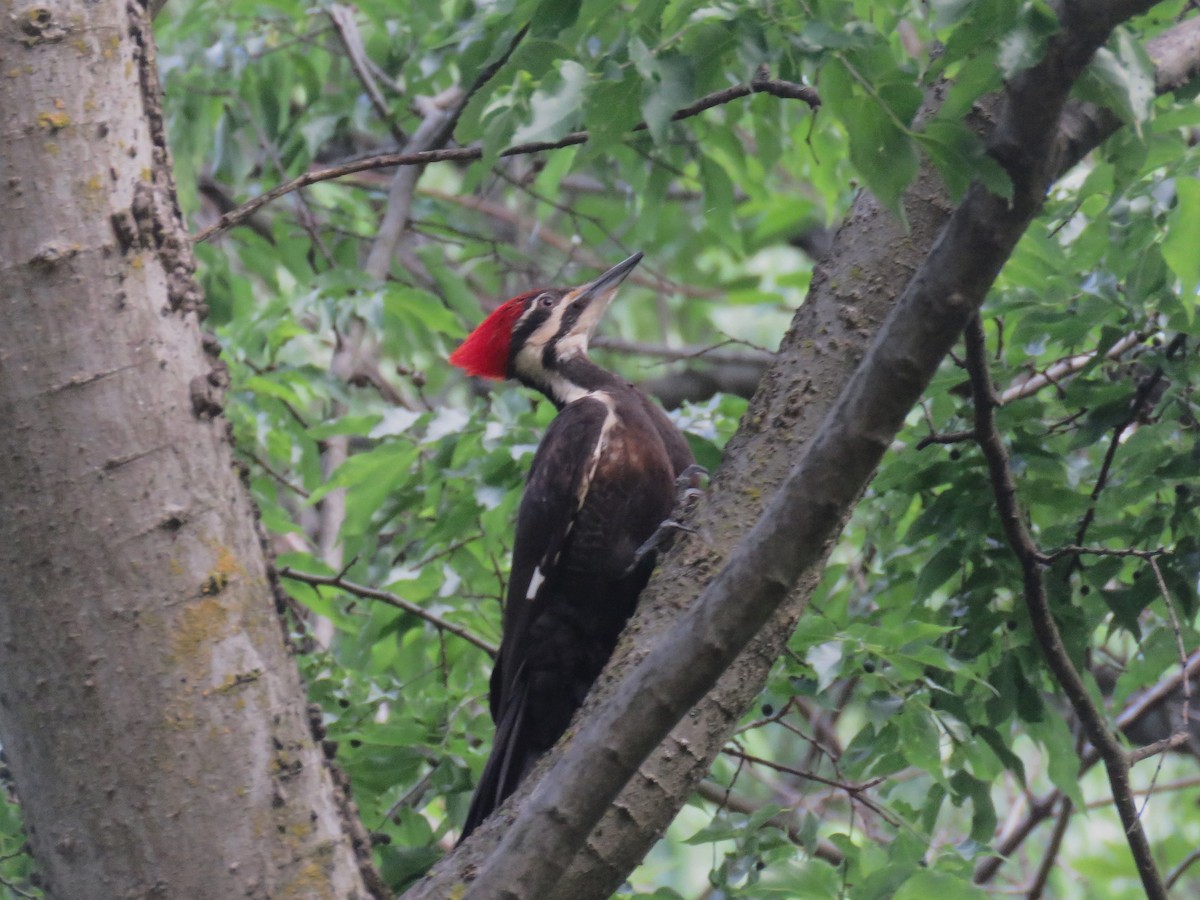 Pileated Woodpecker - ML636375167