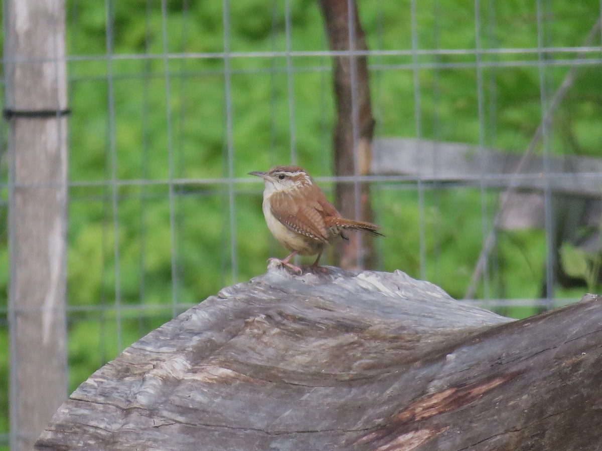 Carolina Wren - ML636375173