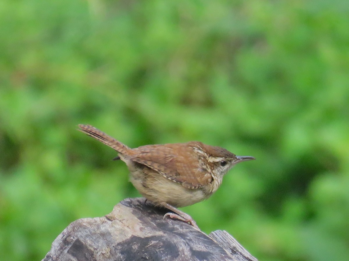 Carolina Wren - ML636375174