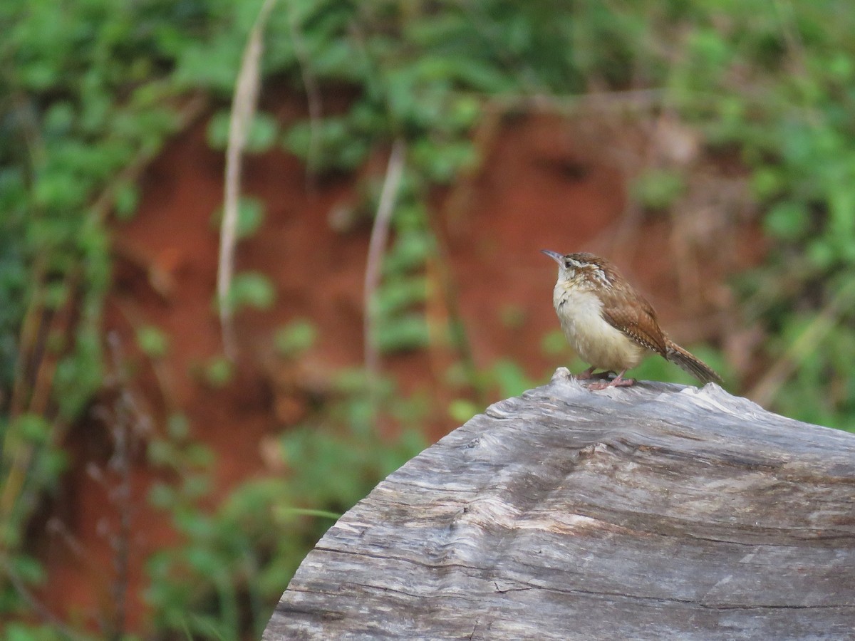Carolina Wren - ML636375178