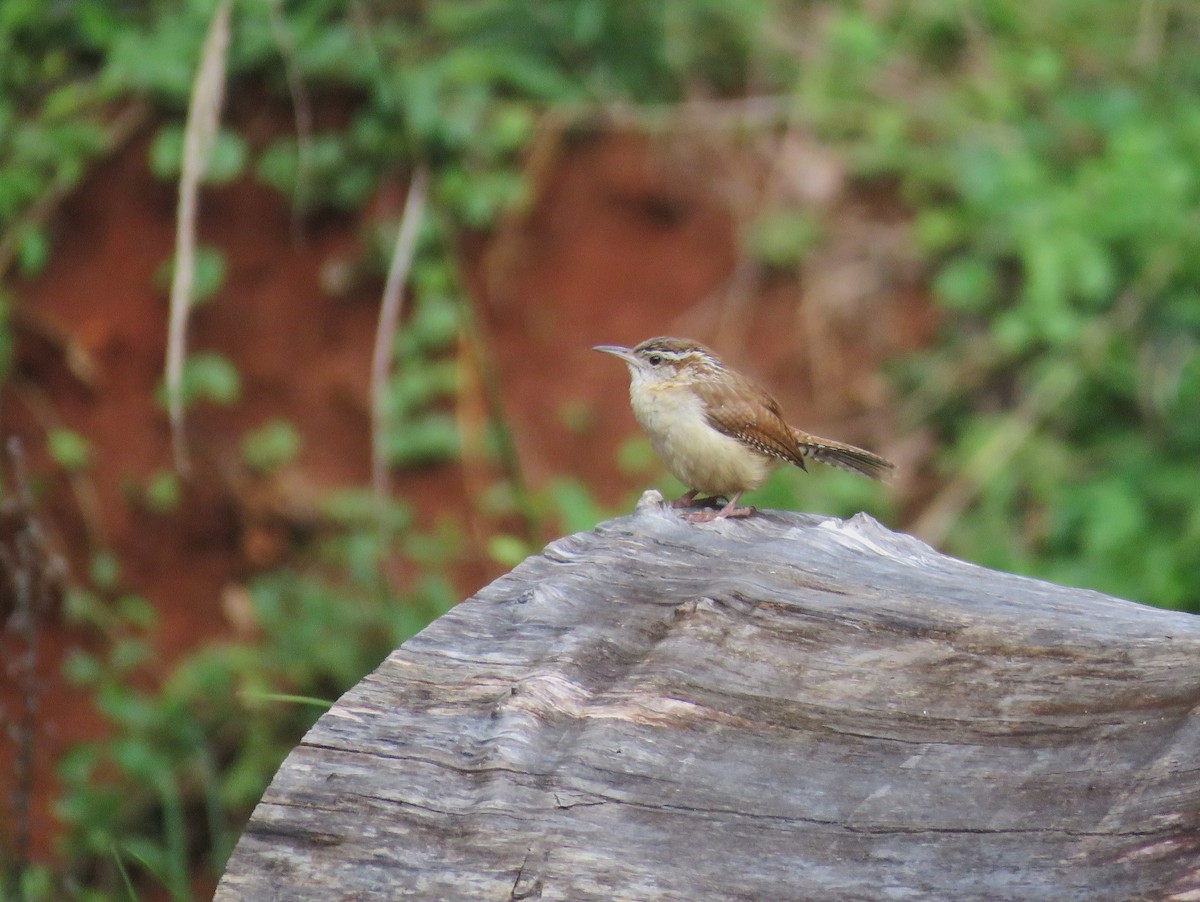 Carolina Wren - ML636375179