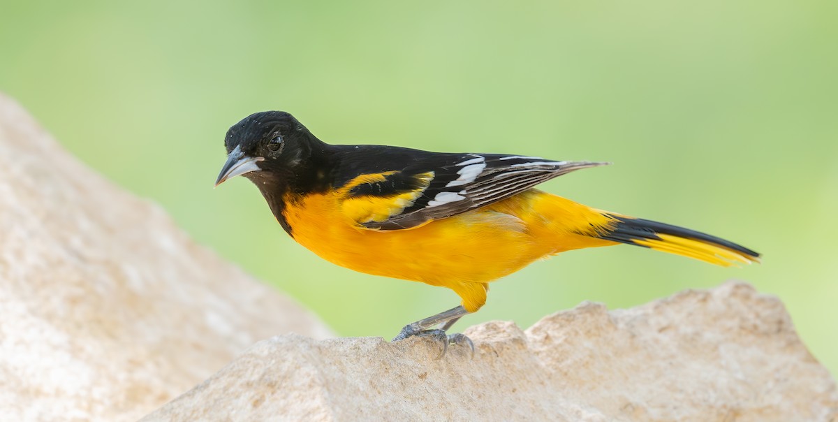 Baltimore Oriole - ML636375185
