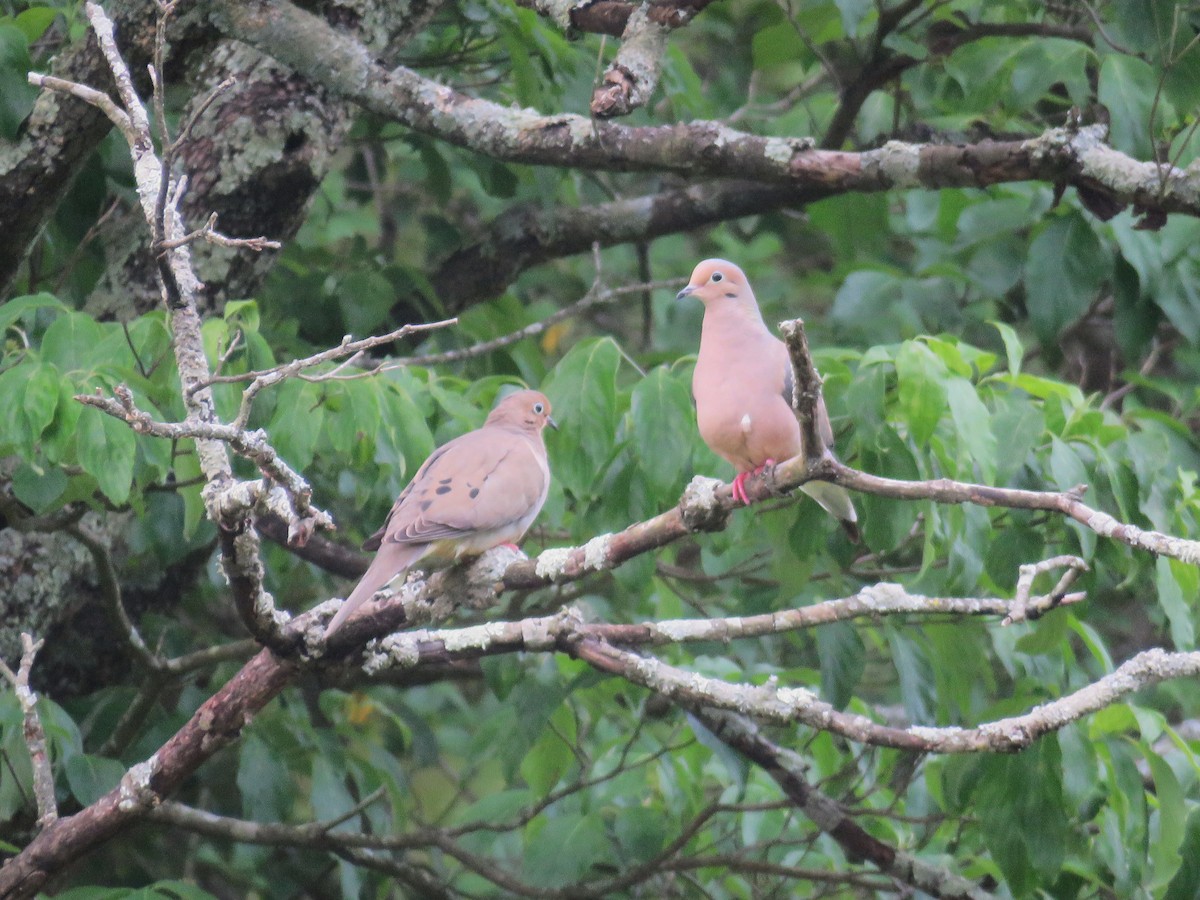 Mourning Dove - ML636375186
