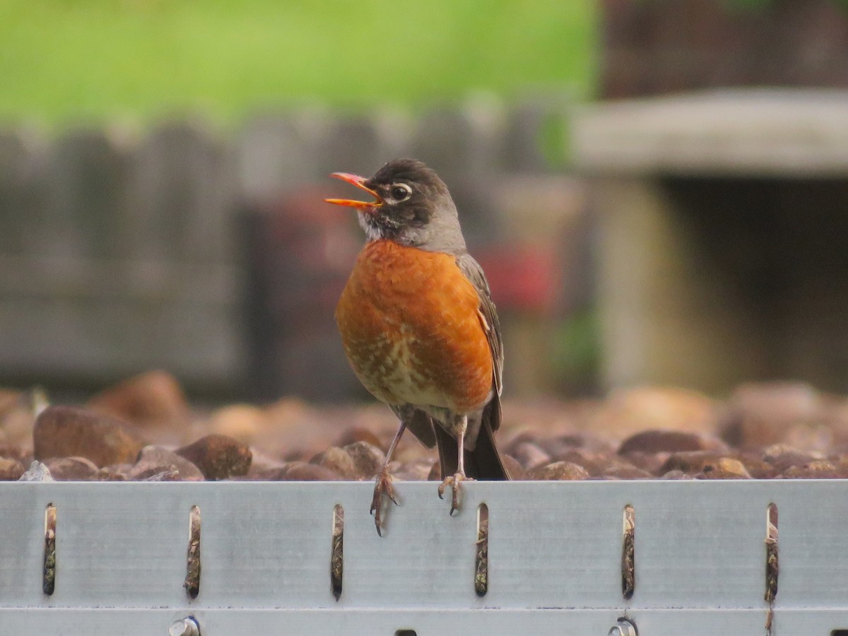 American Robin - ML636375190