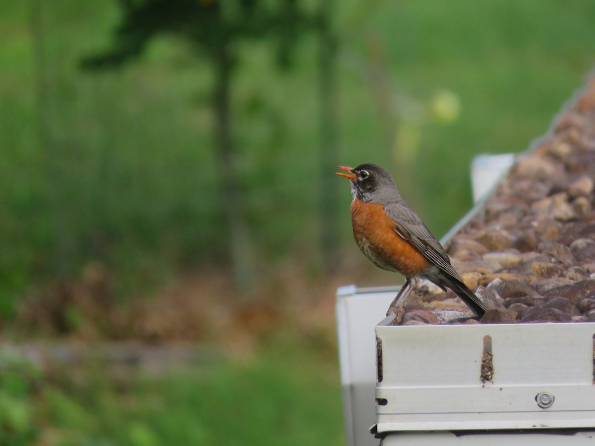American Robin - ML636375191