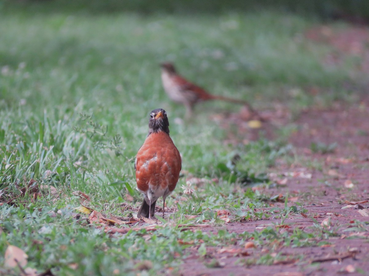 American Robin - ML636375193
