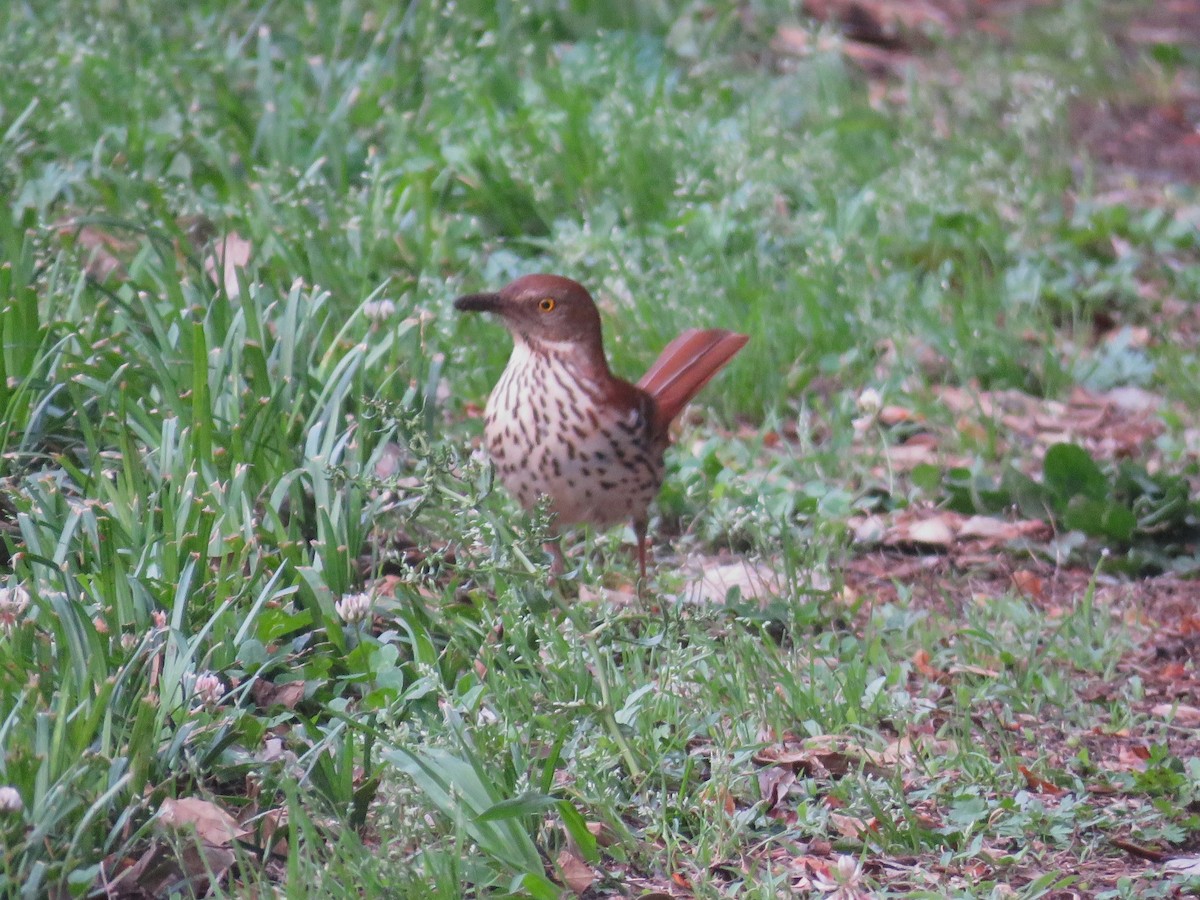 Brown Thrasher - ML636375202
