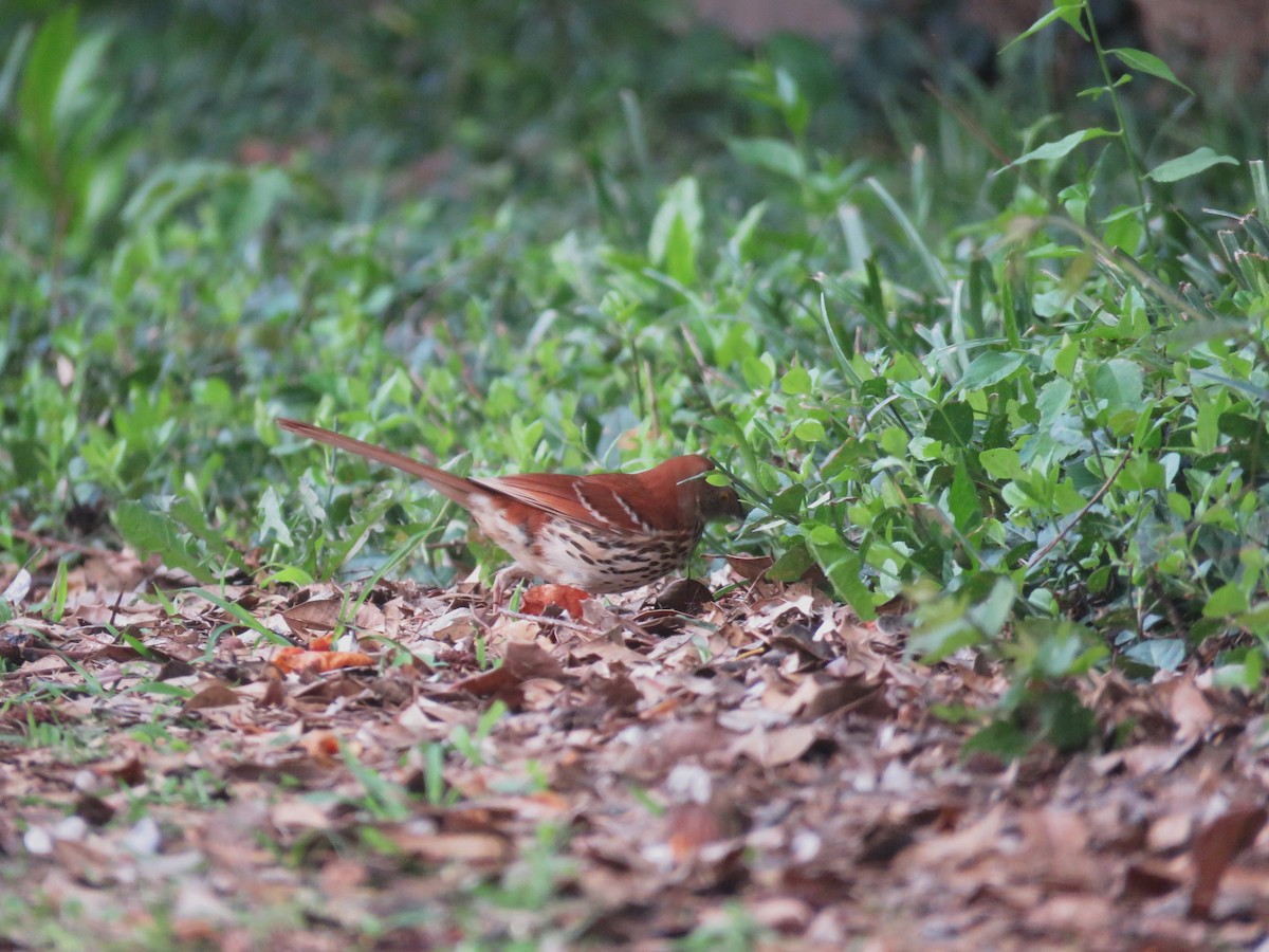 Brown Thrasher - ML636375203