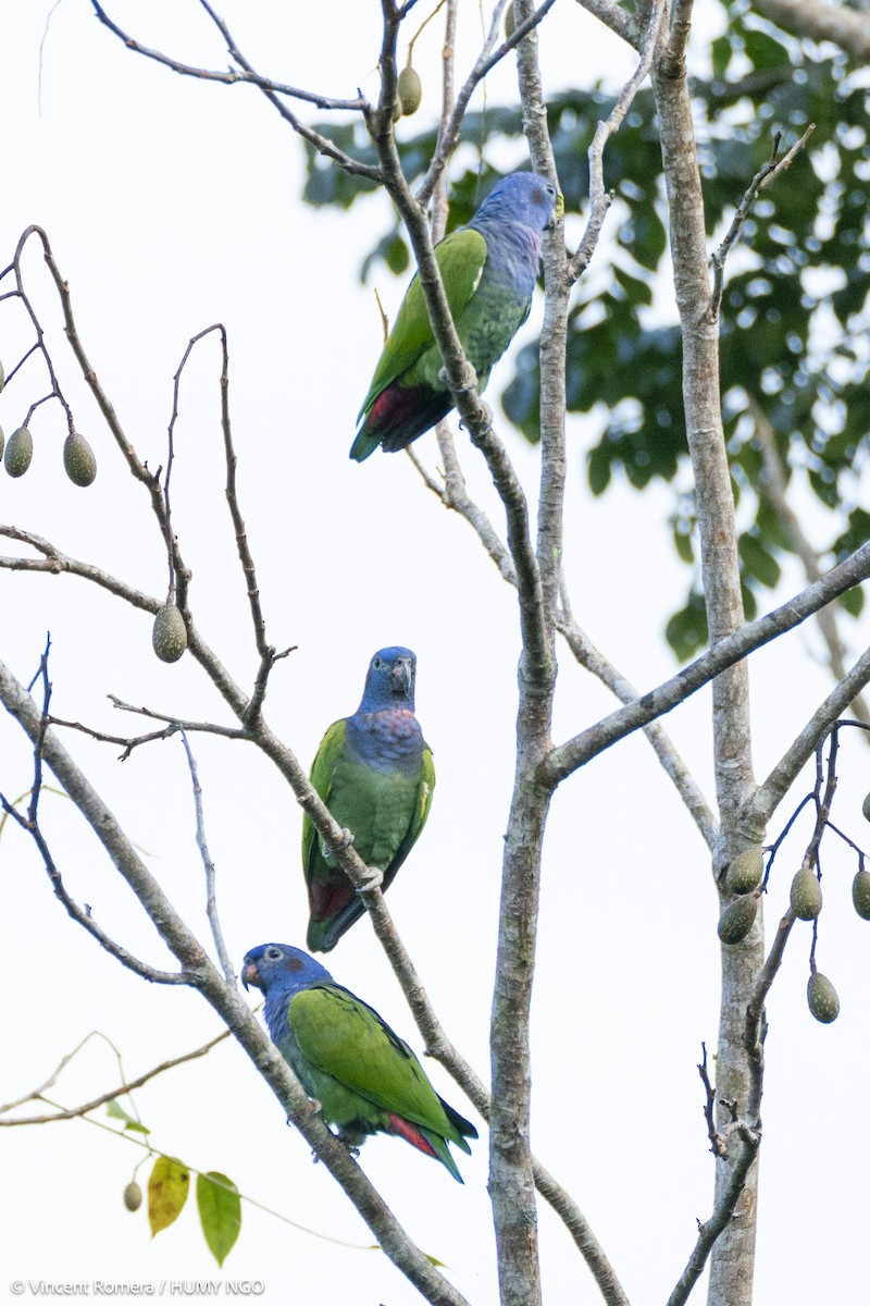 Blue-headed Parrot - ML636375323