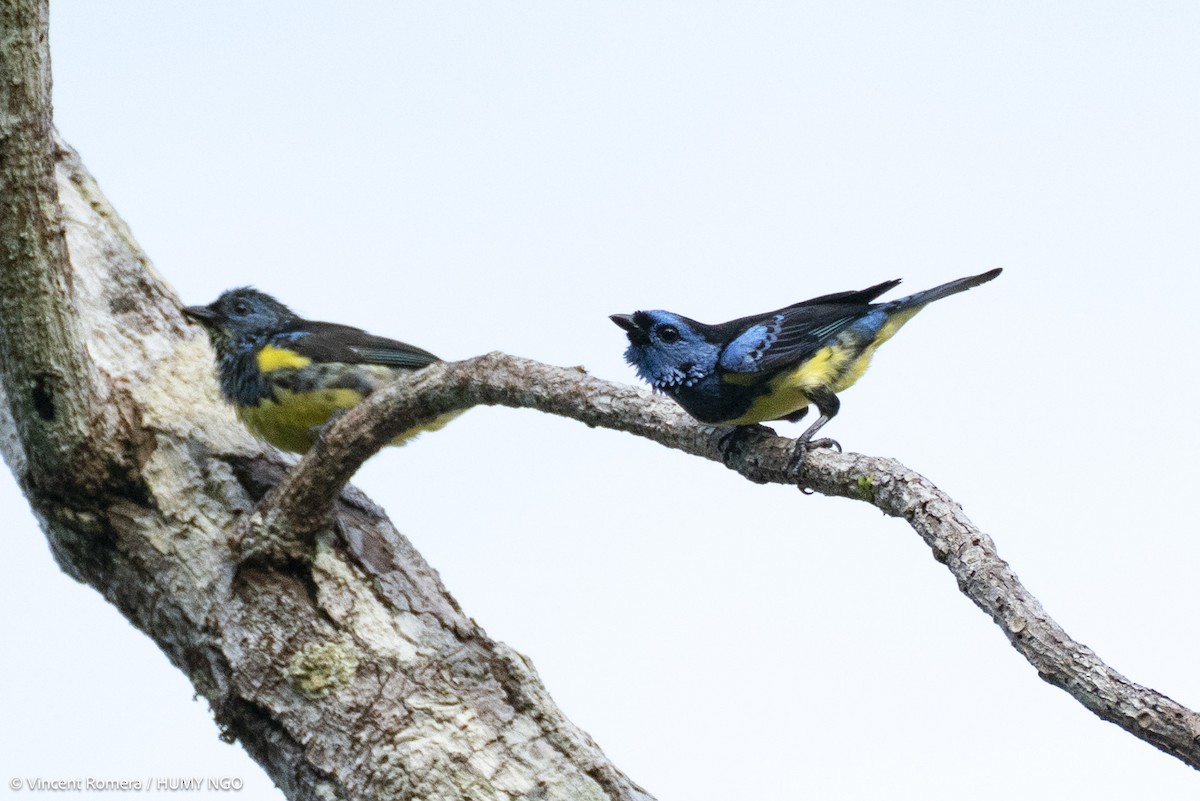 Turquoise Tanager - ML636375324